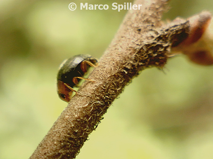 Minuscola coccinella da ID - Scymnus cf. ferrugatus